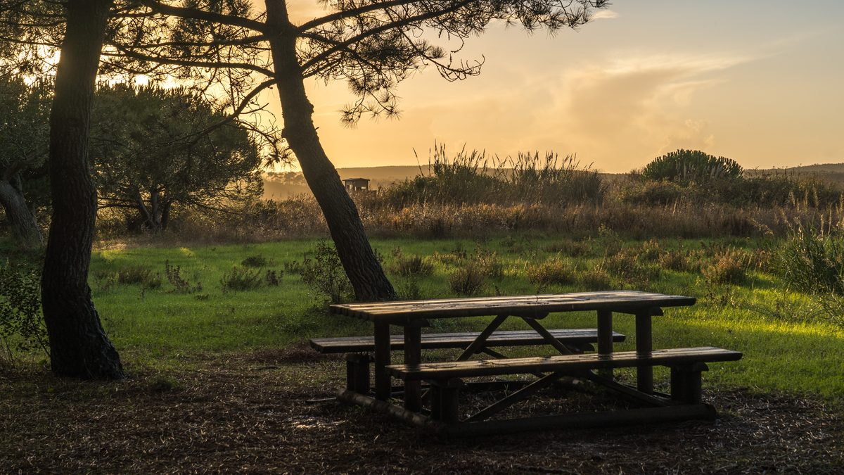 A wooden picnic table under a pine, facing a meadow at sunset.